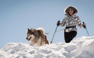 Where to ride a husky in the Moscow region Carriage House "Marengo"
