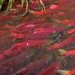 How is sockeye salmon useful and where does it live?