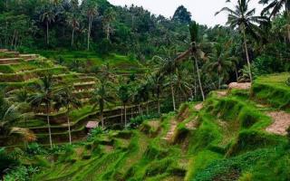 Rižine terase na Baliju, u Ubudu - Tegallalang Rižina polja u Ubudu