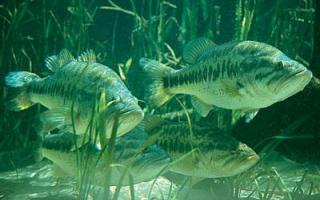 Peștele bea?  Peşte.  De ce acvariile au compresoare de oxigen?  Peștii beau apă?  Rechini și raze