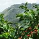 Coffee Jamaica Blue Mountain (Jamaica Blue Mountain) Blend Medium Roasted Ground Coffee blue mountain