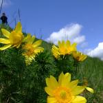 Adonis de primăvară (Adonis vernalis L