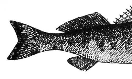Liste der Raubfische: Was sind die fleischfressenden Bewohner von Stauseen? Welche Arten von Raubfischen gibt es?