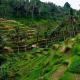 Оризови тераси в Бали, в Убуд - Тегалаланг Оризови полета в Убуд